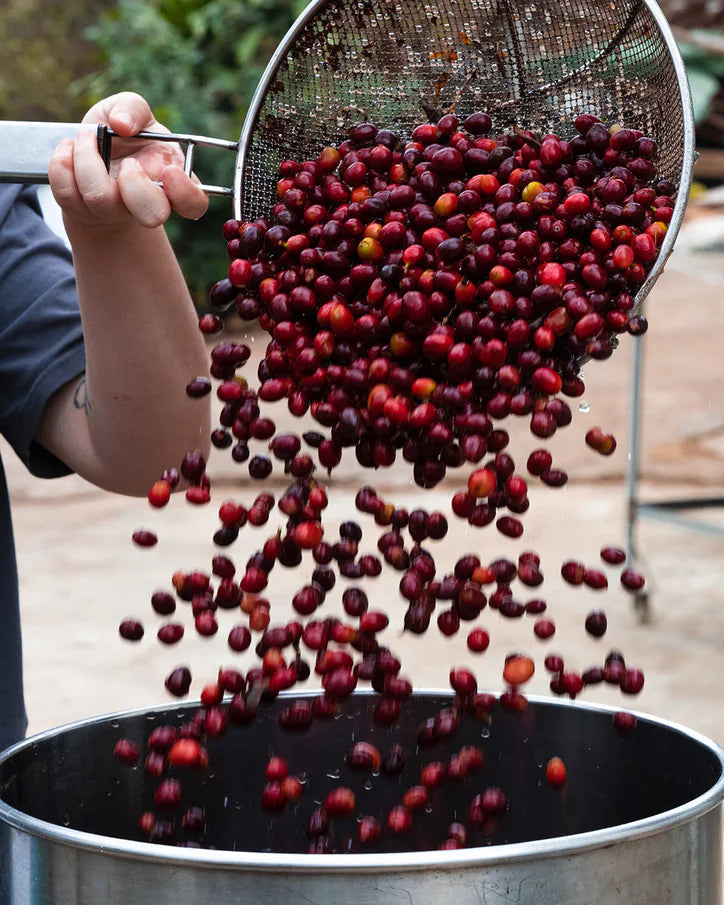China Yunnan Baoshan [Medium Roast]