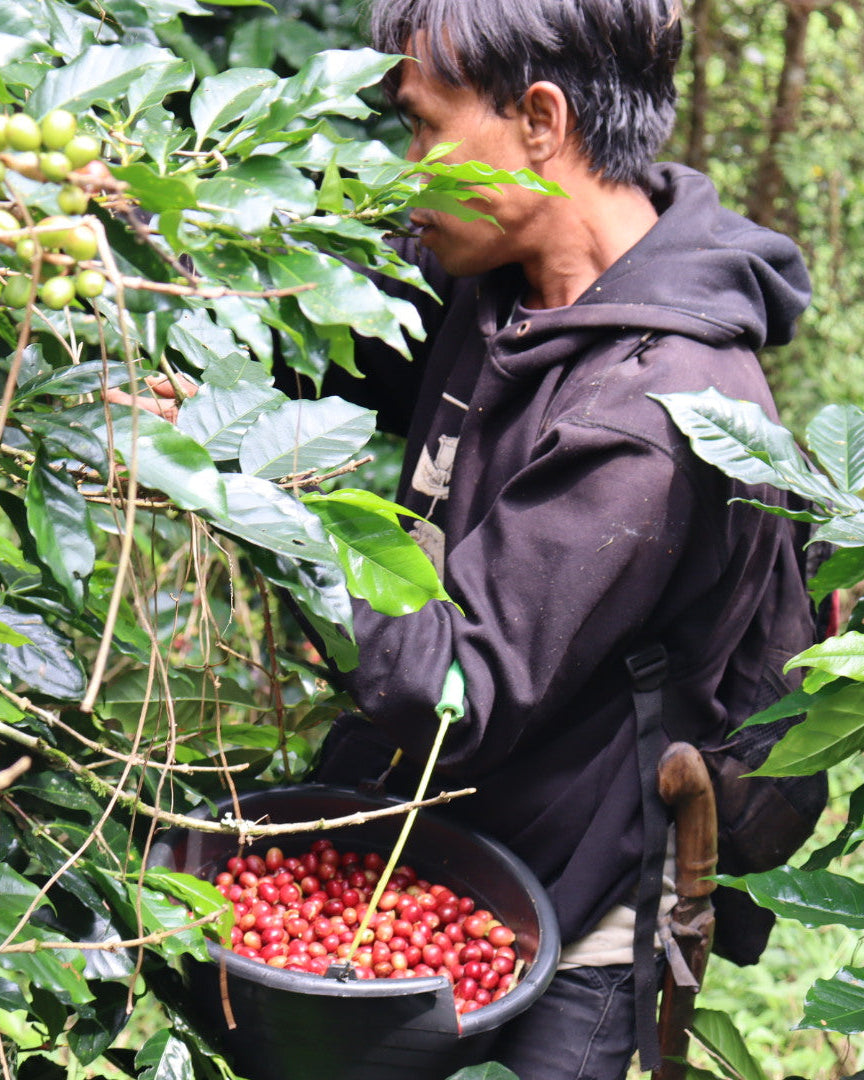Indonesia Frinsa Estate Weninggalih [Light roast]