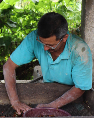 Honduras Norman Castellanos [Light Roast]